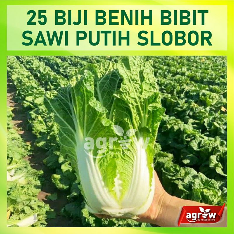 25 Benih Biji Bibit Sawi Putih Autumn Sun F1 Bibit Sayuran Dataran Rendah