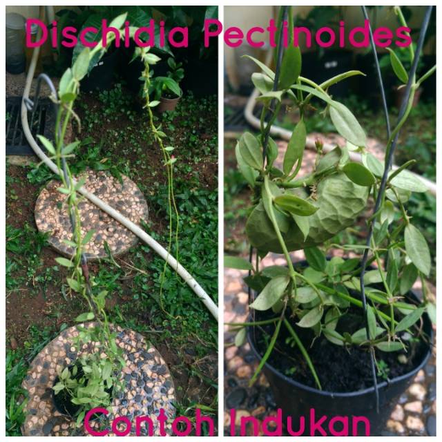 Dischidia Pectinoides (Ants Plant) 250