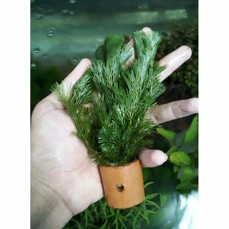 TANAMAN POT AQUASCAPE KABOMBA HIJAU | KABOMBA HIJAU AQUASCAPE POT