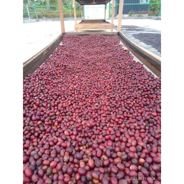 

Kopi Arabika Specialty Solok Sirukam