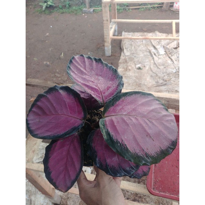 calathea crimson rumpun 2