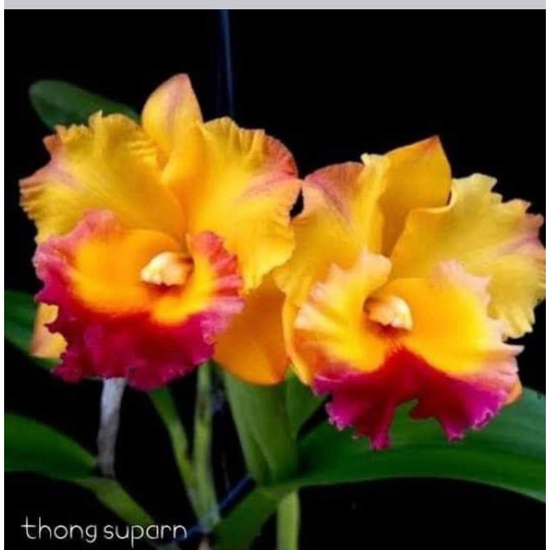 Tanaman hias Anggrek Cattleya Kuning Dewasa Siap Berbunga, Spike dan Knop Rimbun dan Subur