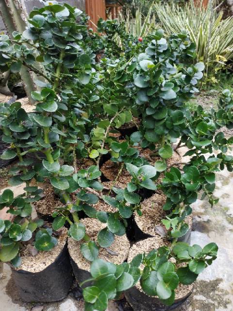 Bahan Bonsai Natal Plum