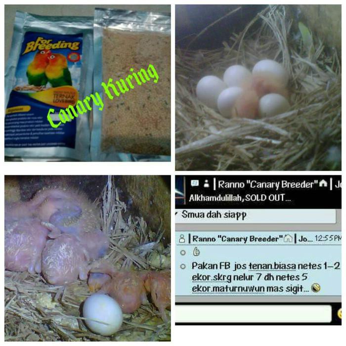 "For Breeding Lovebird" Pakan Khusus Ternak Burung Lovebird