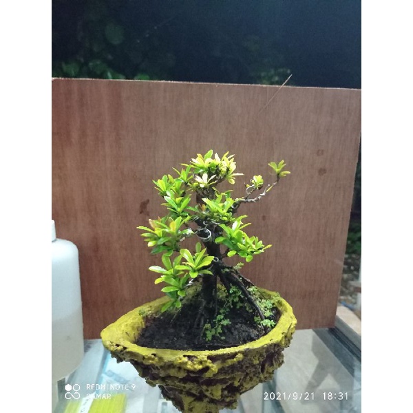 Bonsai Asoka mikro merah