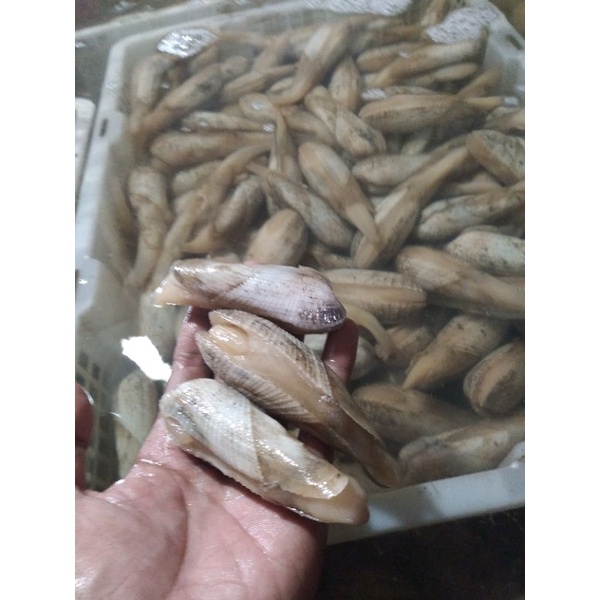 

kerang salju 1kg (hidup dan segar)