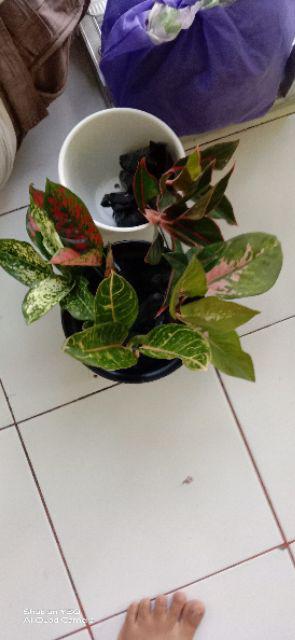 Paket 3 Aglonema Pohon Hias