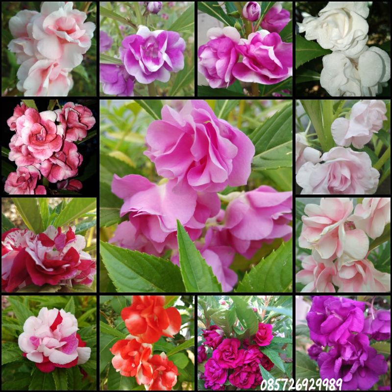 Paket pacar air / Rose balsam