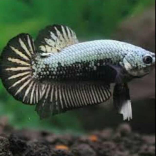 Ikan cupang black samurai