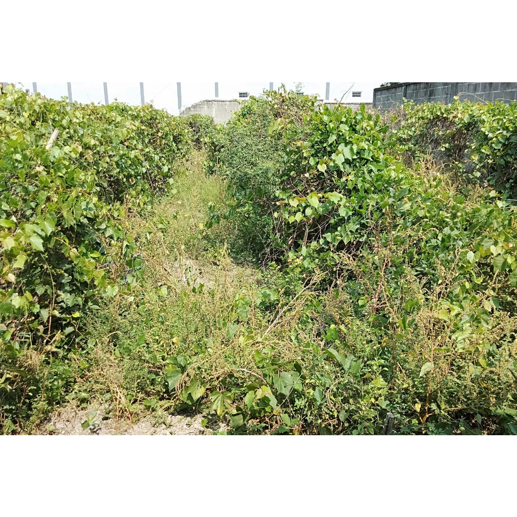 Bibit tanaman anggur rootstock import SO4