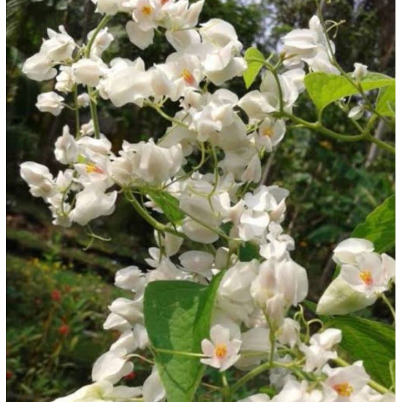 bibit tanaman hias rambat bunga air mata pengantin putih-tanaman bunga air mata pengantin putih