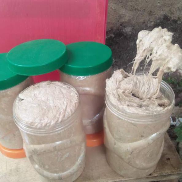 ㅡ Umpan Kucur Ryan Fernandez 1 Kg ㅥ