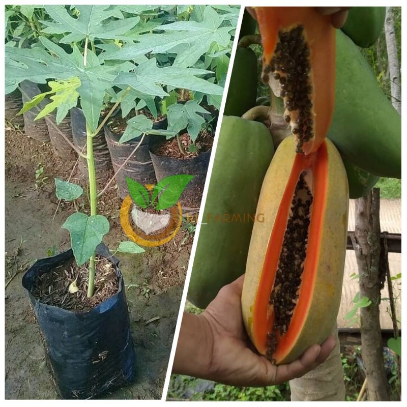 BIBIT PEPAYA CALIFORNIA UNGGUL