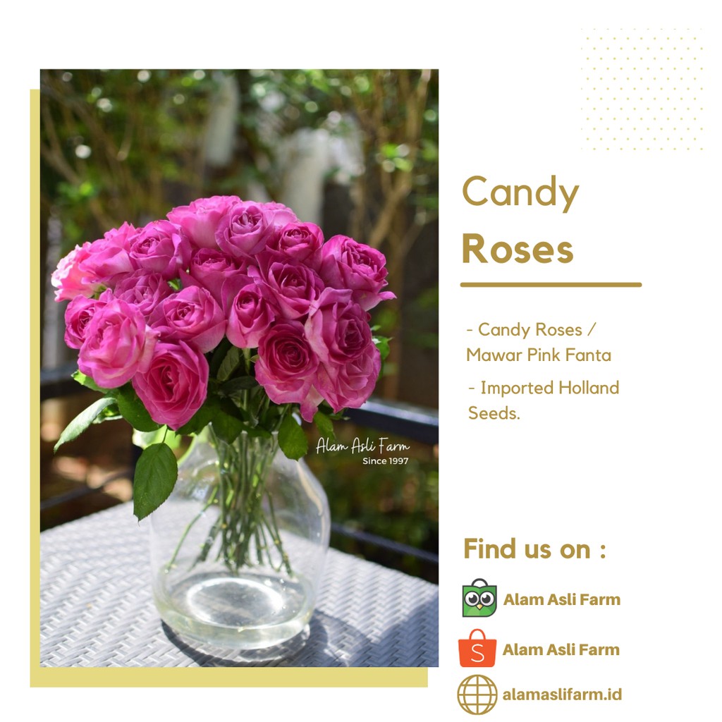 20 Tangkai Bunga Mawar Potong Segar Warna Pink Bibit Import Holland