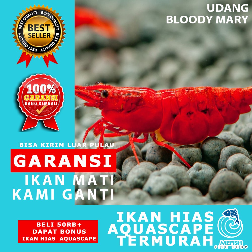 Udang Aquascape / Udang Hias Aquascape / Udang Hias Aquarium - MEFISH_ID ( BLOODY MARY )