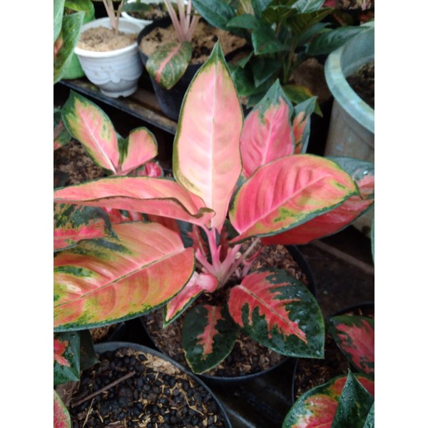 (Real pict) Aglonema RED KOCHIN jumbo