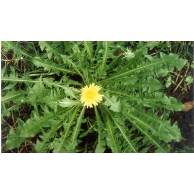 

Daun Tempuyung | Bubuk | 100gr