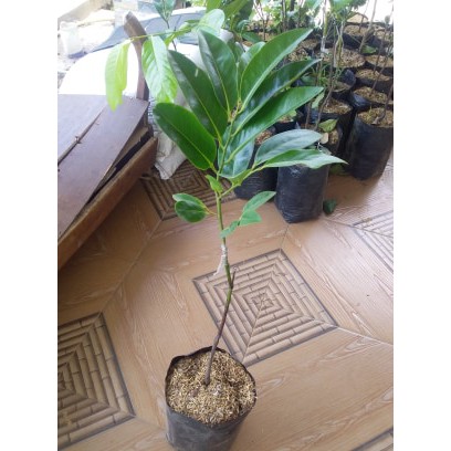 Bibit Buah Black Sapote