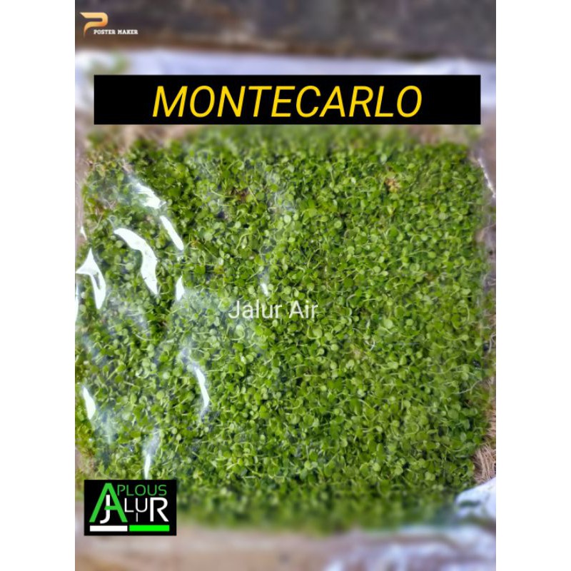 monte carlo carpet aquacape