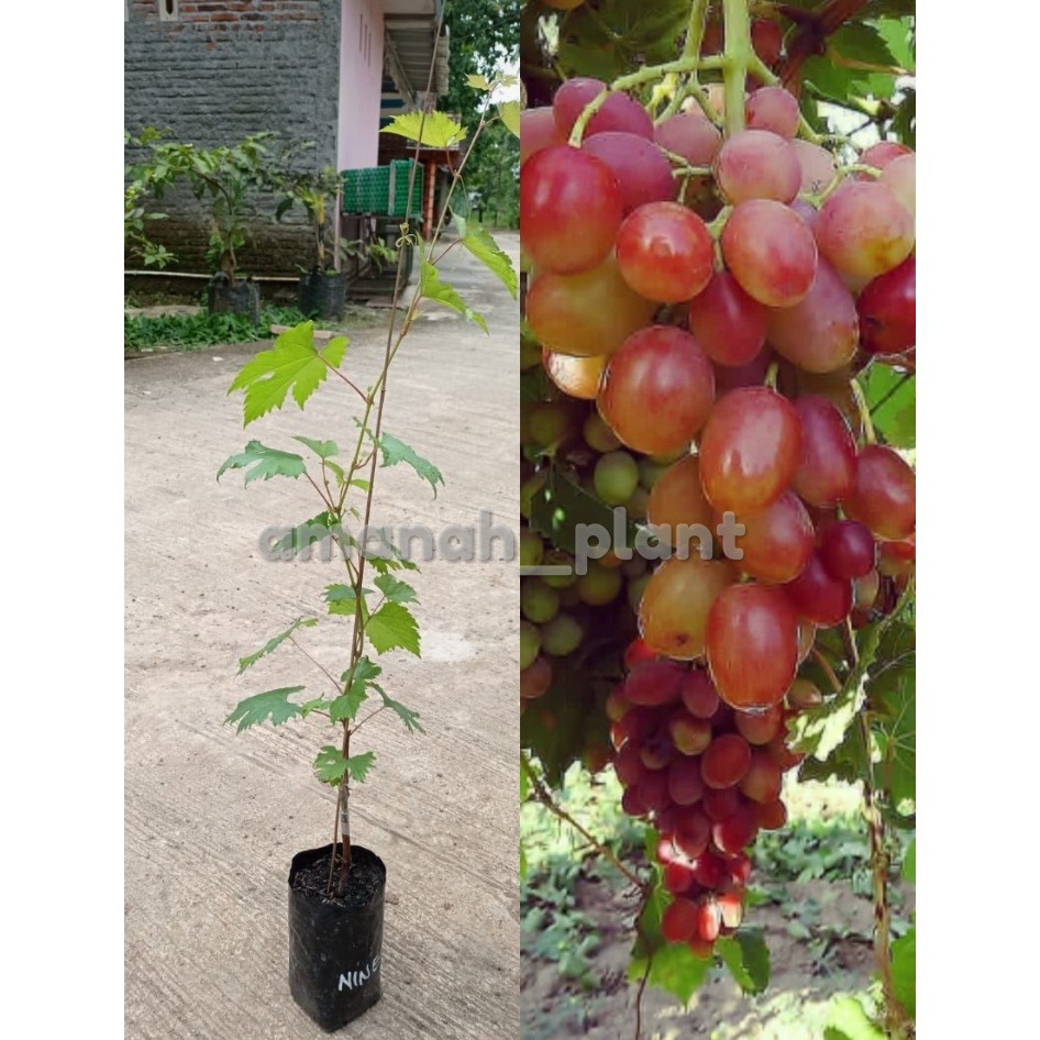 Bibit anggur ninel super kualitas terpercaya