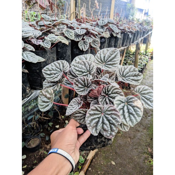 Tanaman peperomia red silver