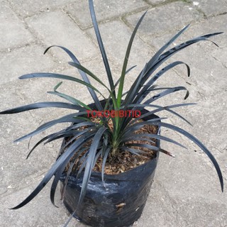 Jual Tanaman Hias Rumput Hitam ( Black Mondo Grass ) Indonesia|Shopee ...