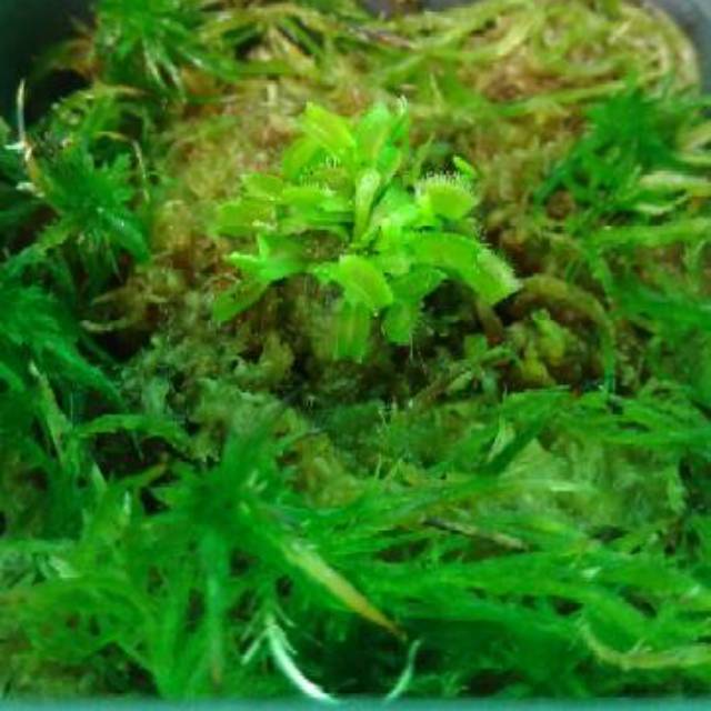 VFT B52 Venus Flytrap