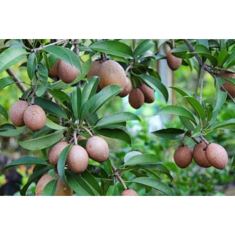 

buah sawo manila muda fresh untuk herbal perbiji