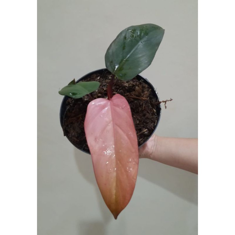 Tanaman hias philo pink dark lord