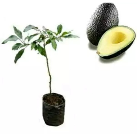 bibit alpukat hass australia