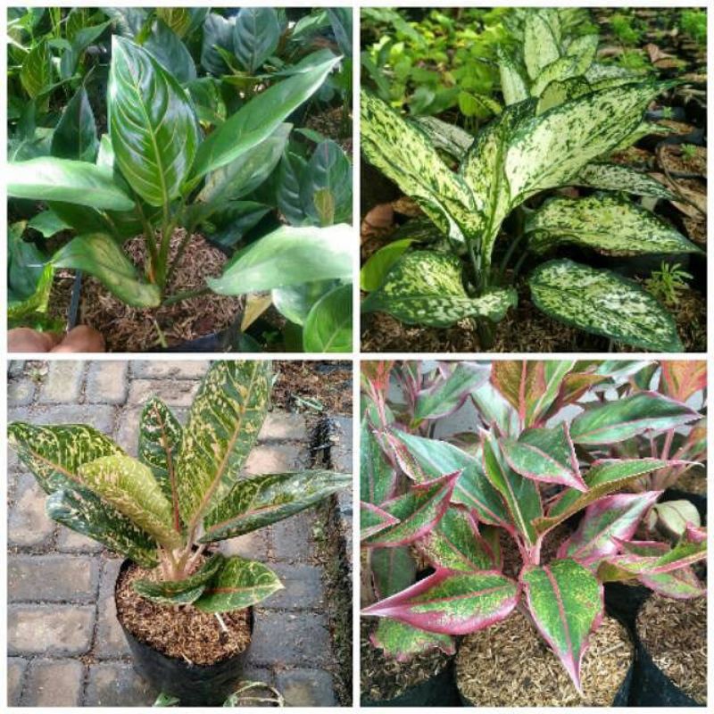 pakat 4 macam aglonema