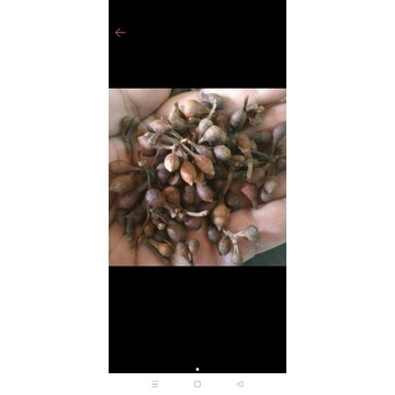 

biji ceplikan kering original 1kg