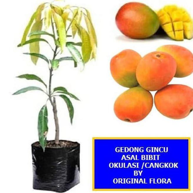 Bibit Mangga Gedong Gincu Pohon Mangga Bibit Buah Mangga Gedong Gincu *
