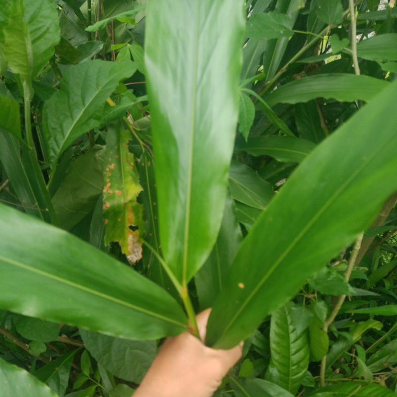 

daun walang rempah 500 gram segar