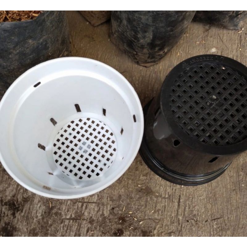 pot anggrek 17,pot cattleya, pot anggrek bulan