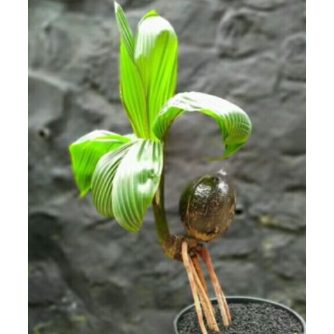 Bahan bonsai kelapa minion lonjong
