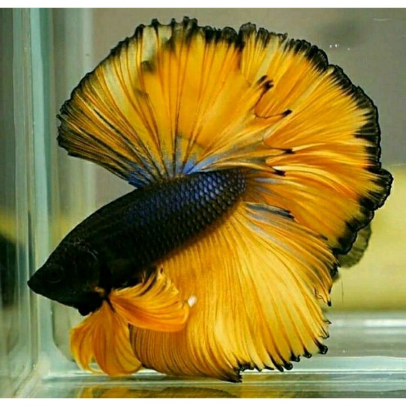 IKAN CUPANG HALFMOON JUMBO PEJANTANAN /COWOAN SIAP KAWIN SELAYER ROSTAIL