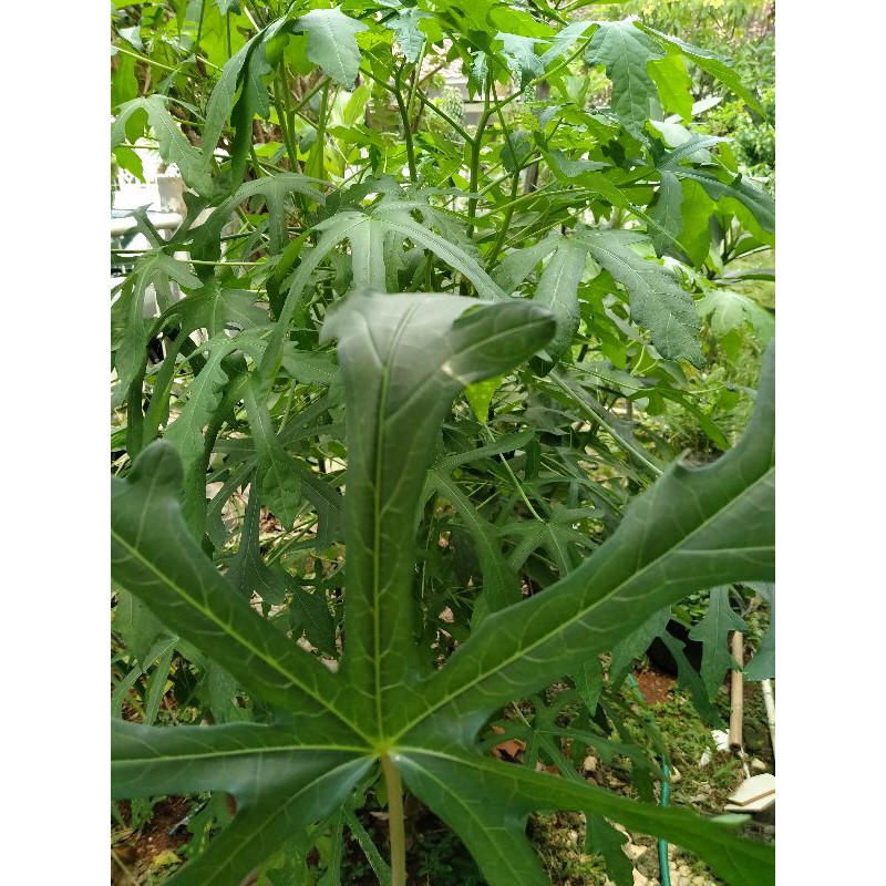 

Daun Gedi