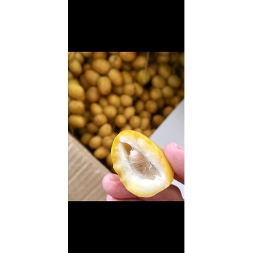 

kurma muda premium manis 1kg