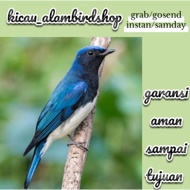 burung tledekan laut jantan