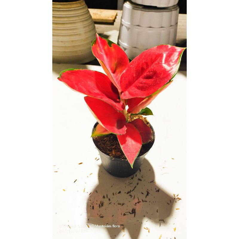 aglaonema suksom jaipong