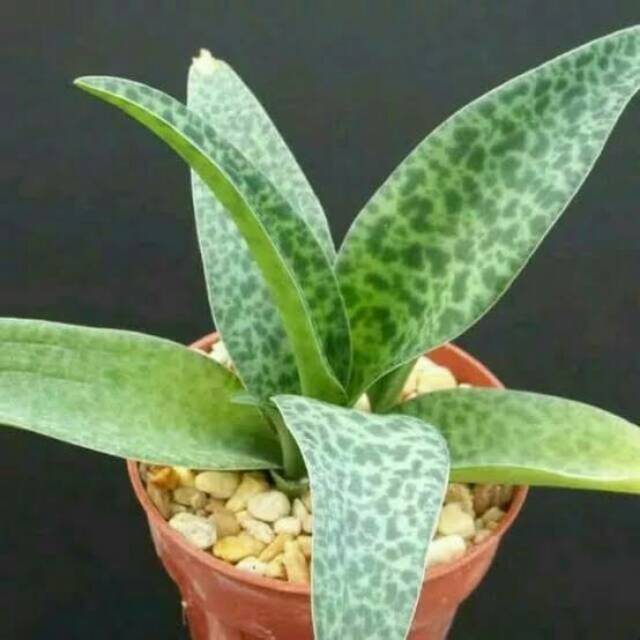 Tanaman hias hidup lidah katak varigata