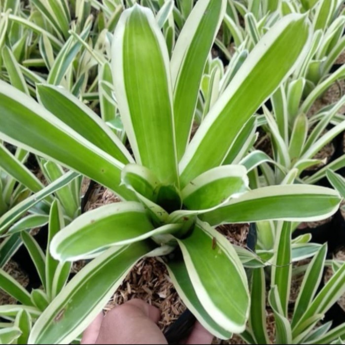 Tanaman Hias Bromelia Variegata - Tanaman Outdoor