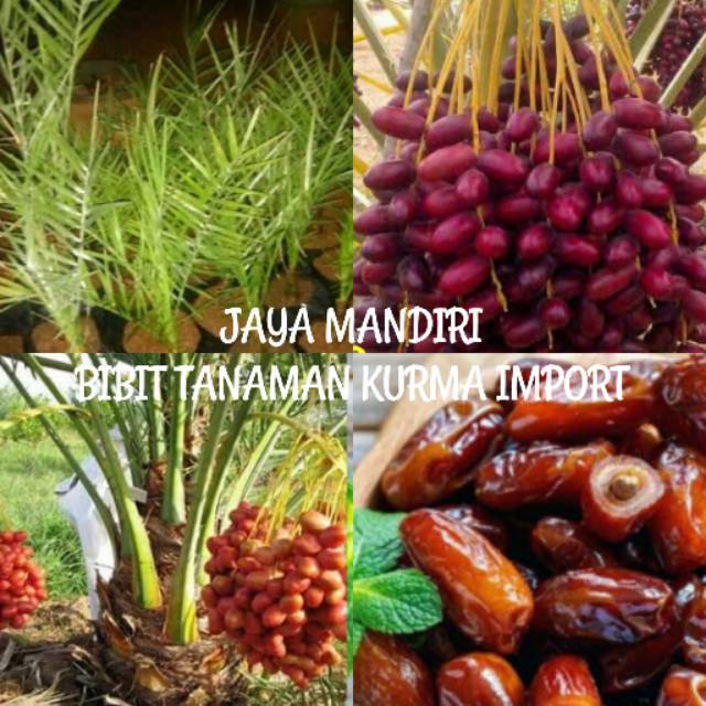 BIBIT KURMA (BUAH KURMA) SIAP TANAM