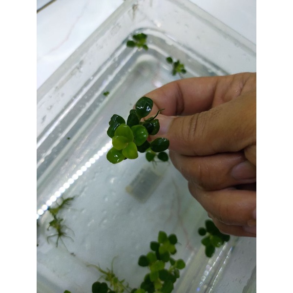 anubias Petit tropika