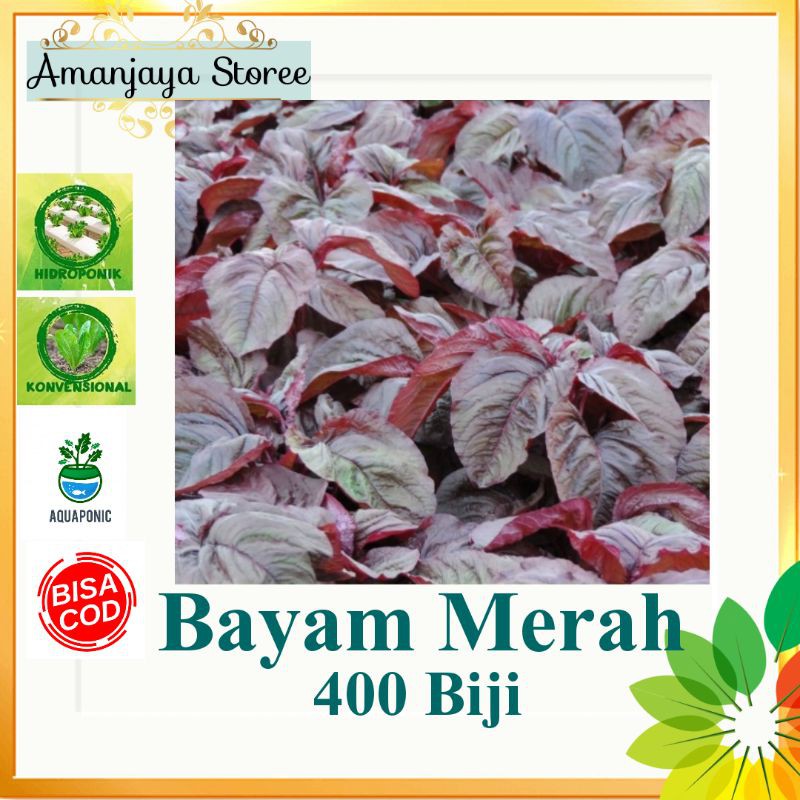 {300-400 biji}Benih BAYAM MERAH