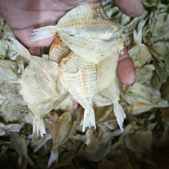 

Kapasan Tawar 1kg