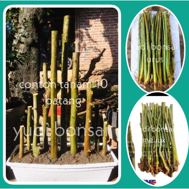 Bahan bonsai serut buat grouping/bahan fress dan terbaik pilihan
