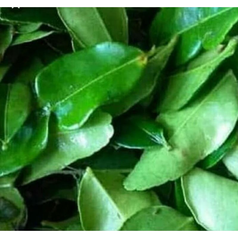 

Daun jeruk segar/bungkus