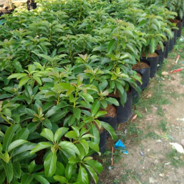 Pohon alpukat bibit pohon alpukat tanaman buah alpukat